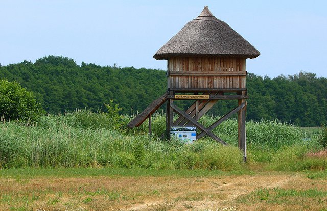 Musílkova ornitologická pozorovatelna u Bohdanečského rybníka