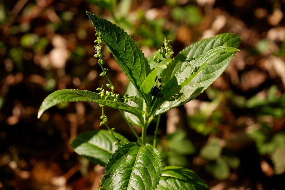 Bažanka vytrvalá (Mercurialis perennis). V porostech převažují samčí rostliny.