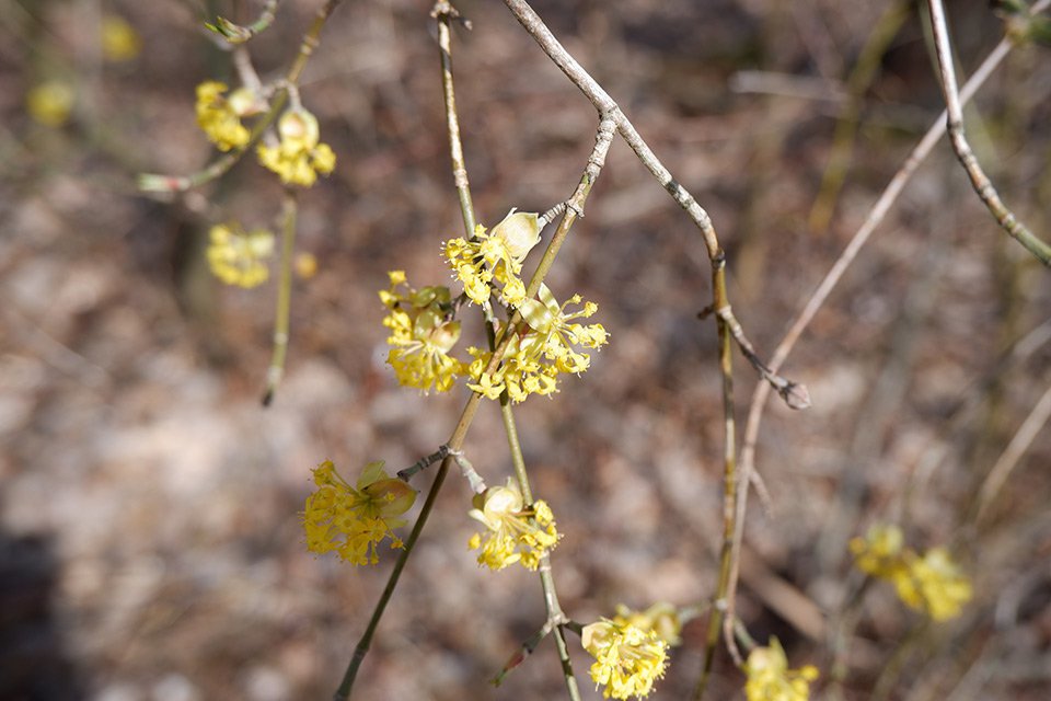 Dřín jarní (Cornus mas). Ve svazečku bývá 10−25 žlutých květů. Ze dřeva dřínu se vyráběly násady k oštěpům a loukotě kol.