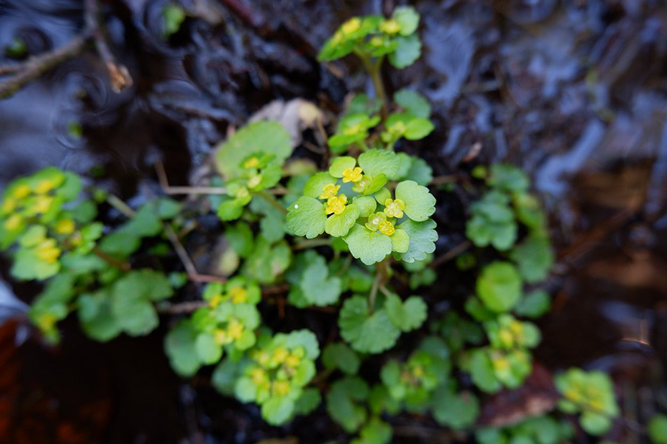 Mokrýš střídavolistý (Chrysosplenium alternifolium). Druh je hojný na březích toků, lesních prameništích a ve vlhkých roklích.