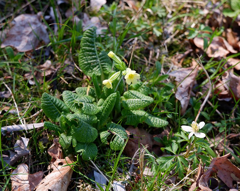 Prvosenka vyšší (Primula elatior) spolu se sasankou hajní (Anemone nemorosa) u Boreckého potoka.