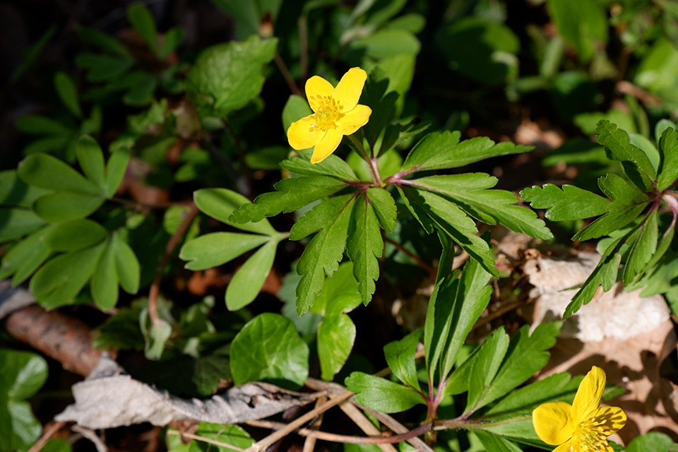 Sasanka pryskyřníkovitá (Anemone ranunculoides). Latinské Anemone „anemos“ = vítr se vztahuje na květy, které se na tenkých stopkách lehce pohybují ve větru.