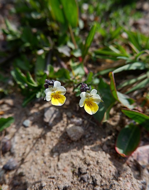 Violka rolní (Viola arvensis). V léčitelství se využívala k pročištění krve a k léčbě kožních chorob.