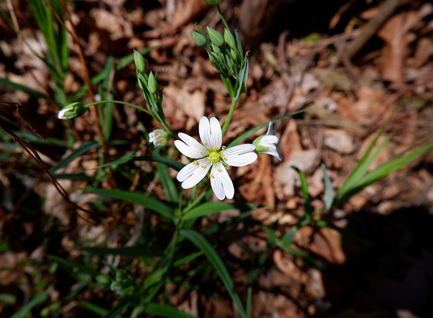 Ptačinec velkokvětý (Stellaria holostea). Je hojným druhem listnatých a smíšených lesů.