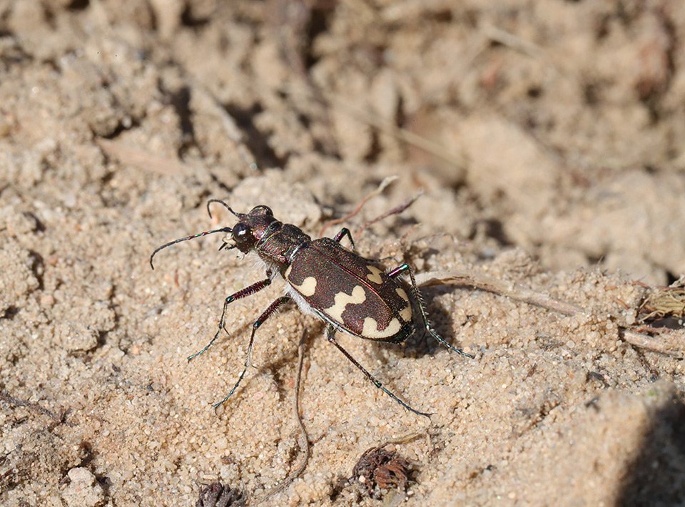 Svižník zvrhlý (Cicindela hybrida)