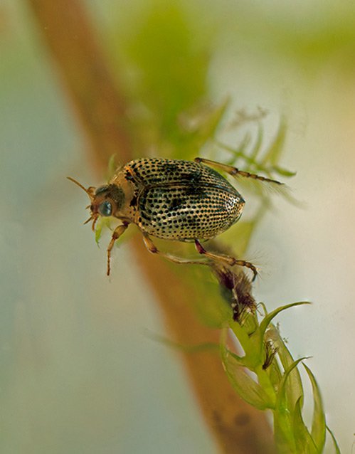 Plavčík (Petodytes caesus)