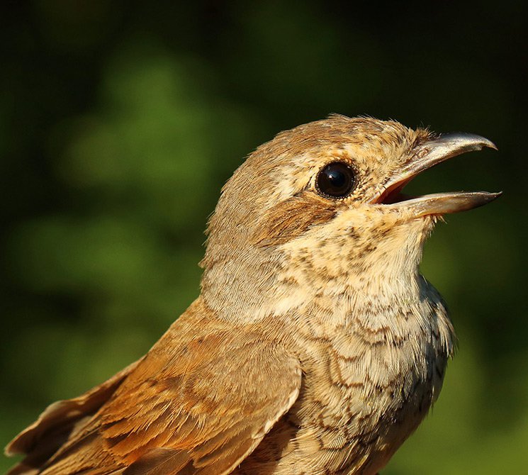 Samice ťuhýka obecného (Lanius collurio)