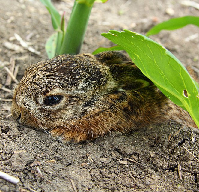 Mládě zajíce polního (Lepus europaeus)