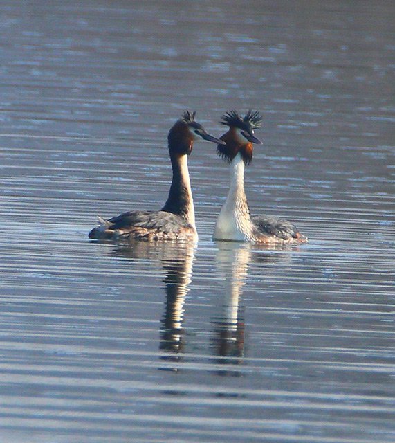 Potápka roháč (Podiceps cristatus)