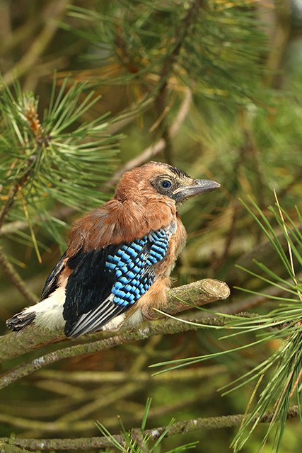 Mládě sojky obecné (Garrulus glandarius)